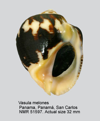 Vasula melones.jpg - Vasula melones(Duclos,1832)